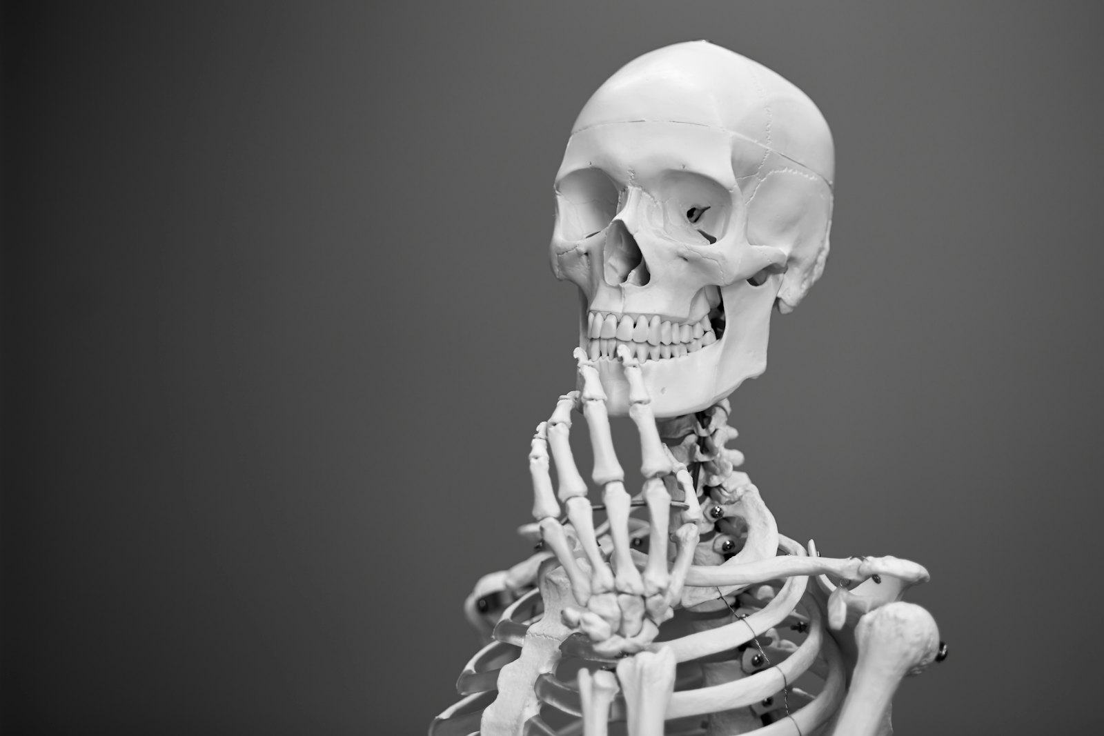 A model skeleton used for biology lessons